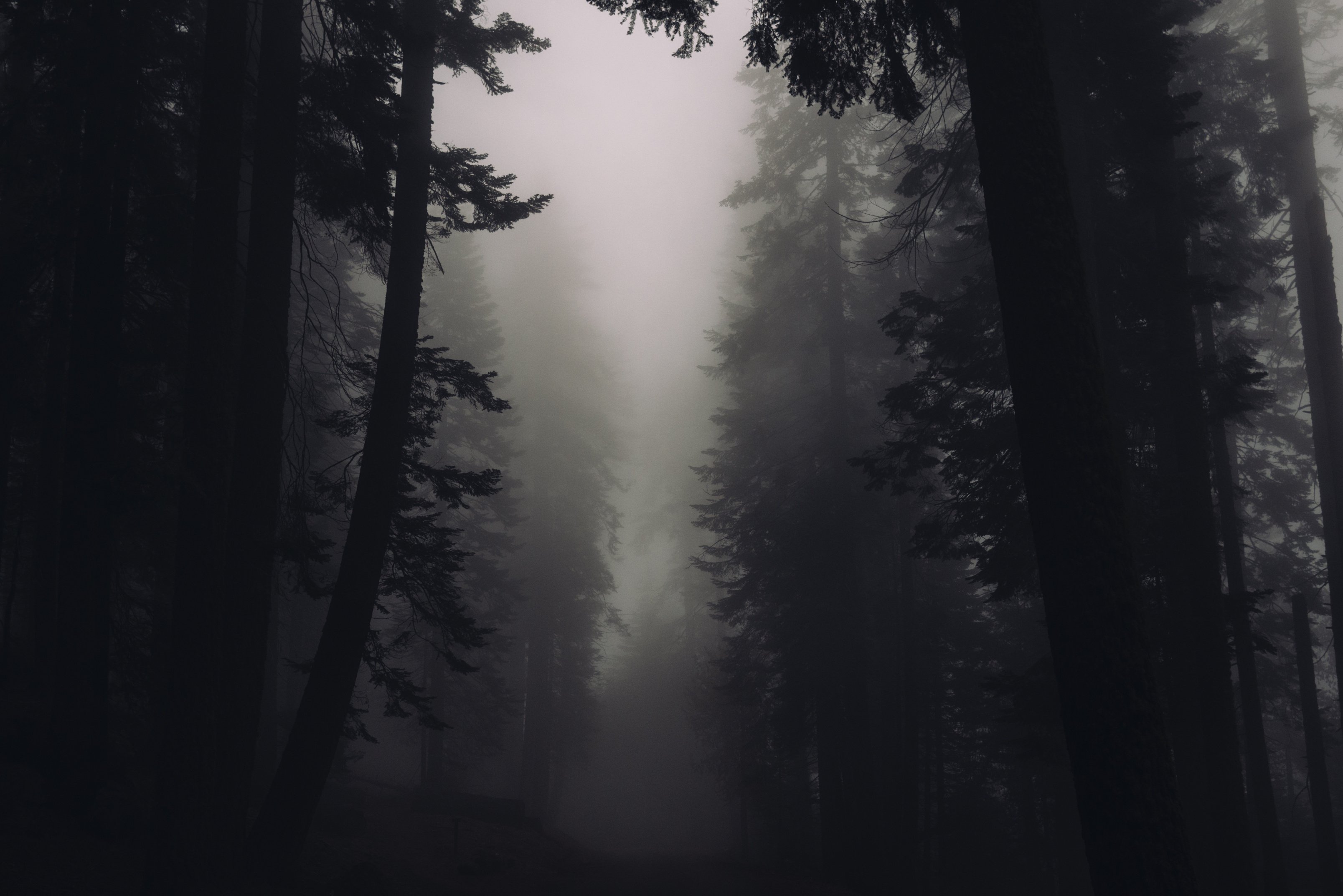 Foggy Forest Nature Landscape